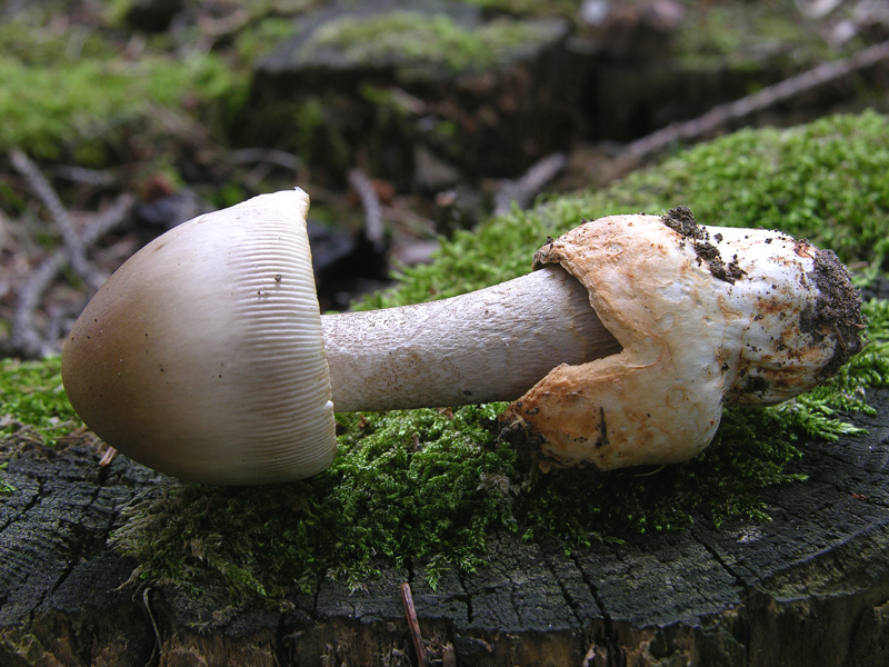 Amanita umbrinolutea o ochraceomaculata?